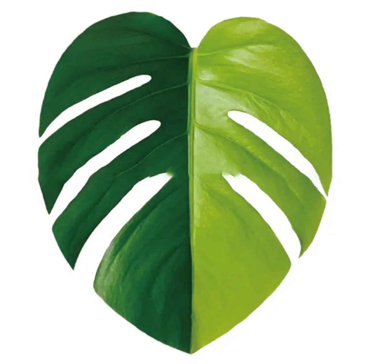 Monstera Leaf Phone Grip/Pop socket