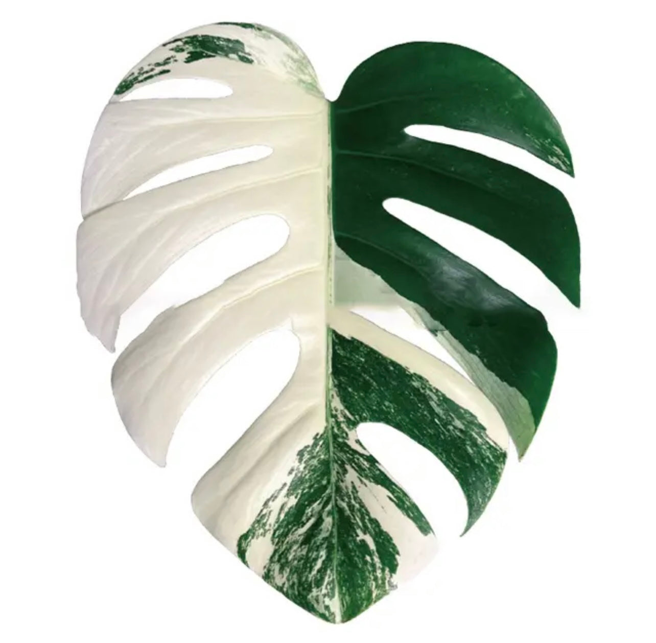 Monstera Leaf Phone Grip/Pop socket